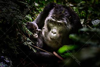 The mountain gorilla Gorilla beringei beringei