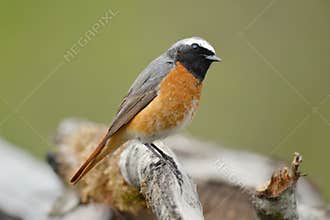 Phoenicurus phoenicurus - Common redstart