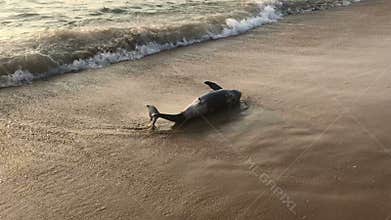Poor young dolphin laying dead on the beach, indian seaside, ecological catastrophe, nature disaster, animal die