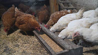 Chicken takes food from a feeder in a chicken coop. On a modern poultry farm, broilers drink water and take medications for