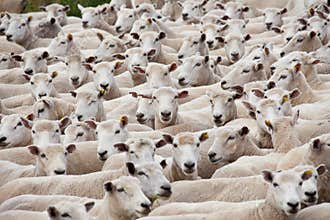 Flock of sheared sheep
