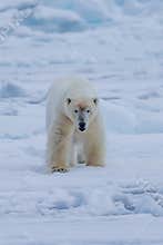 Polar Bear Ursus maritimus Spitsbergen