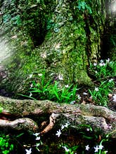 Fantasy Fairy Forest