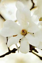 Magnolia Blossom