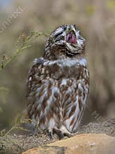 Little owl (Athene Noctua)