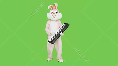 Man in adult giant bunny rabbit costume life-size suit playing piano music on chroma key, green screen. Pianist plays