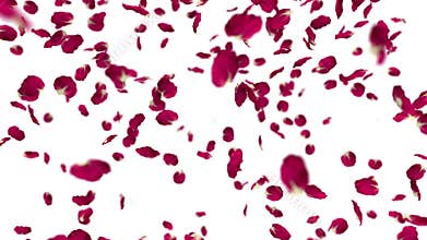 Rose petals fall