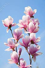 Magnolia flowers
