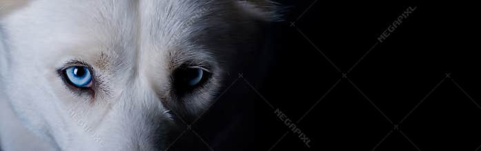 White dog with blue eyes