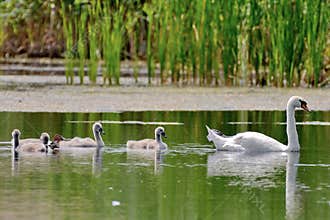 Swan in Danube Delta