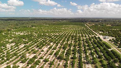 Aerial view of orange grove. Florida farming