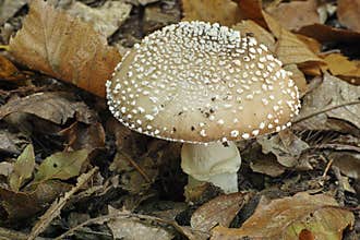 Mushroom amanita pantherina