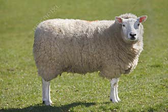 Sheep
