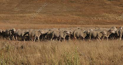 Sheep herd on high mountain meadow range 4K