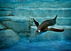 Penguin in the water