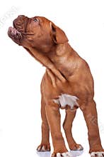 French mastiff barking