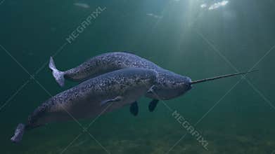 Narwhal couple, two Monodon monoceros swimming together in the ocean
