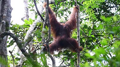 Orangutan hangs on the liana in the jungle. Borneo.