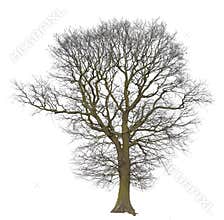 Tree bare isolated