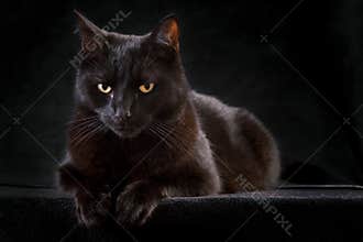 Curious black cat sitting mysterious night animal