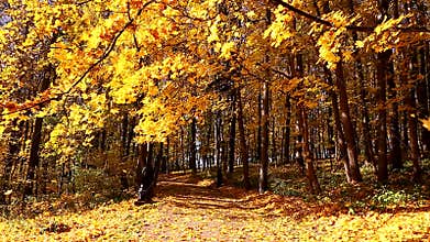 Falling leaves in autumn park Tsaritsyno, Moscow