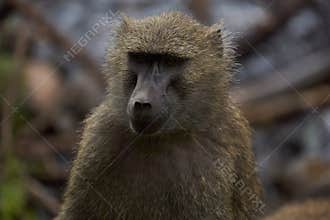 Olive baboon baby Papio anubis Anubis baboon Cercopithecidae Old world monkey