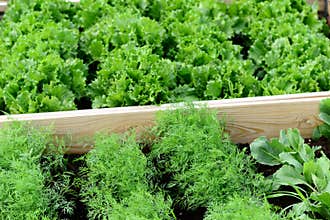 Plants and vegetables garden is growing
