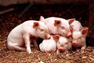 Little piglets