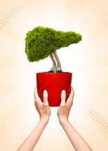 Liver bonsai tree in a pot
