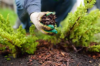 Gardener mulching with pine bark juniper plants in the yard. Seasonal works in the garden. Landscape design