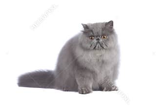 Blue Persian cat in studio