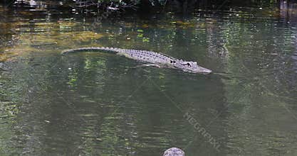 Florida Everglades Alligator swim in swamp river 4K