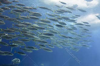 Beautiful fish school