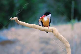 Black-capped kingfisher