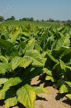 Tobacco Plants