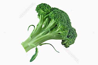 Fresh Broccoli