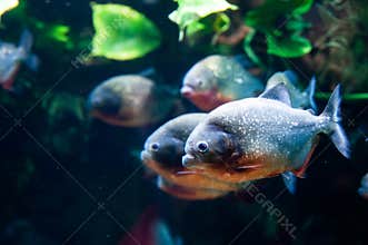 Group of red-bellied piranhas are swimming, bright, stock photo fish in natural conditions