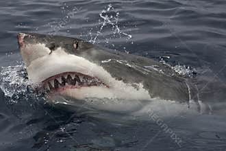 Great white attack