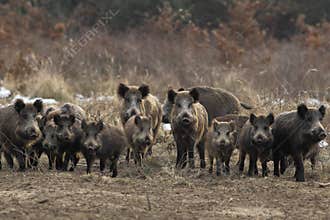 Wild boar herd
