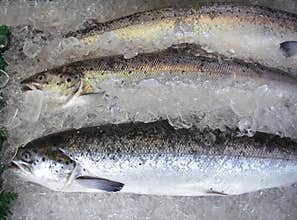 Farm Raised Salmon