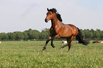 BAY horse