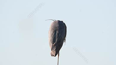 A Great Blue Heron Preening