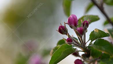 Pink apple blossom macro background