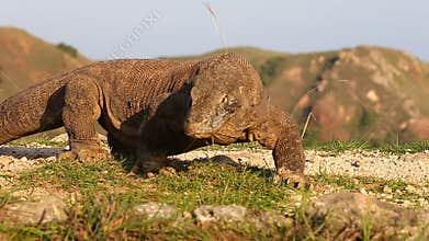 Komodo Dragons in Komodo National Park.
