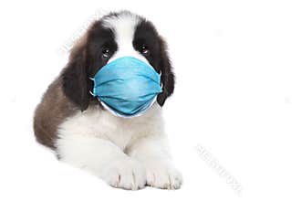 Cute Saint Bernard Puppy Sitting Wearing PPE Mask