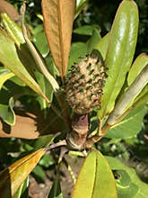 Flowering Seed of a Magnolia Tree