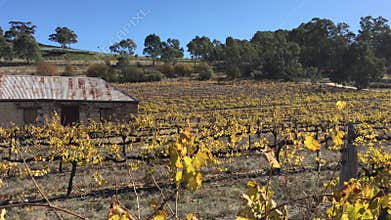 Clare valley vineyard farm in South Australia
