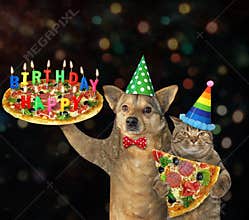 Dog with cat carry birthday pizza 2