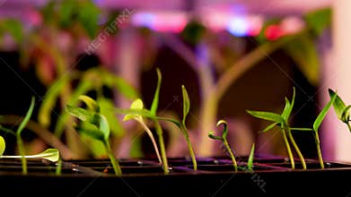 Hydroponics Farm Growth Crop Time Lapse 4K