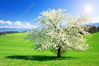 Tree in the spring